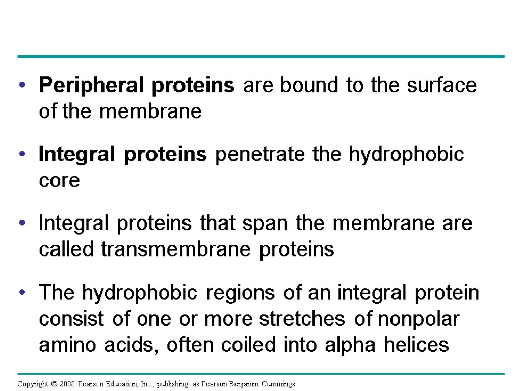 Peripheral proteins are bound to the surface of the membrane Integral proteins penetrate the